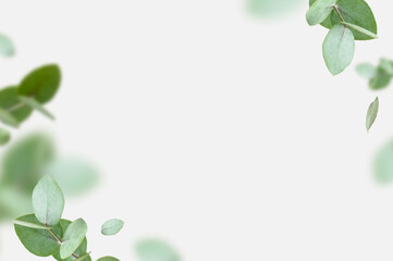 Flying fresh green branches of eucalyptus on light gray background. Flat lay, top view, mock up....
