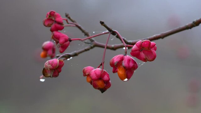 Ripe fruits of Spindle Tree (Euonymus europaeus) - (4K)
