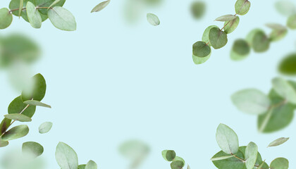 Flying fresh green branches of eucalyptus on light blue background. Flat lay, top view, mock up. Nature eucalyptus leaves background. Eucalyptus branches pattern. Floral frame, layout for design