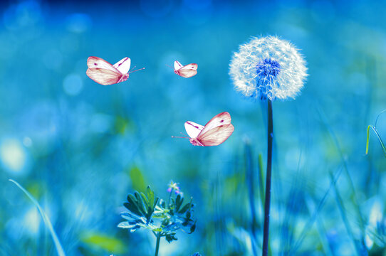 Fototapeta butterflies circling over a dandelion in the wild, coloring applied