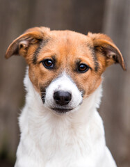 sad muzzle dog mongrel looking