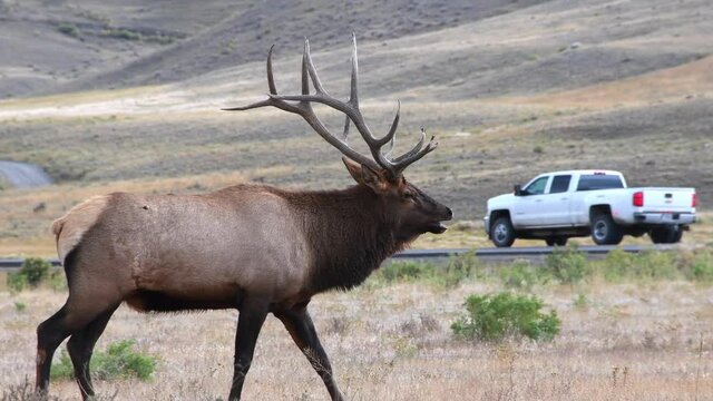 A bull elk in the fall near the town of Gardiner, Montana; the north entrance to Yellowstone national Park. Camera follows the animal.