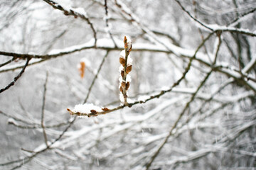 Catking under snow. Buds of Hazel in winter
