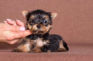 yorkshire terrier puppy in hands