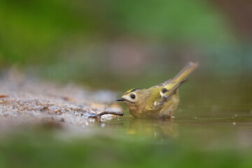 Bord in the water