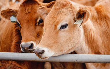 Modern automated farm for breeding red Jersey cows. Meat, milk, cheese livestock industry