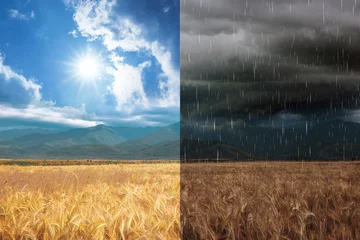 Tuinposter Wheat field during sunny and stormy weather, collage © New Africa