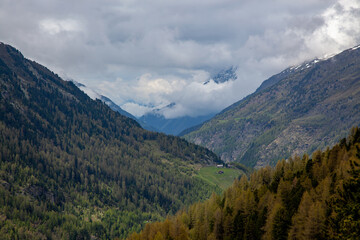 Fototapeta premium Coniferous forest against the background of mountains shrouded in thick clouds