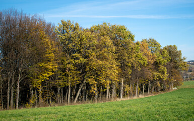 Fototapeta premium Colorful autumn trees with yellow leaves. Autumn trees on blue sky.