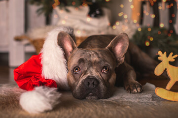 french bulldog puppy in christmas hat