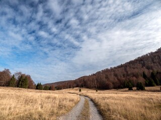 forest