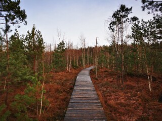 Fototapeta premium An old wooden path above the swamp