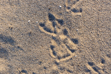 Fototapeta na wymiar gull footprints in the sand