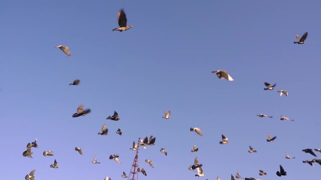 slow motion of pigeons in flight. birds flying in the sky