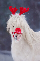 Portrait of white little pony in winter dressed like Christmas reindeer Rudolph with horns and red...