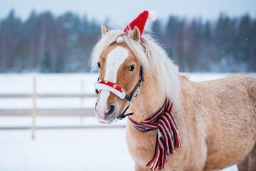 Welsh pony wearing Christmas Santa hat and scarf in winter