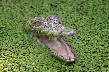 front view of saltwater crocodile, crocodiles among water algae