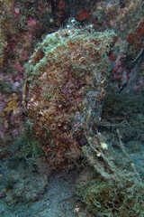 Fan mussel (Pinna nobilis) in Mediterranean Sea