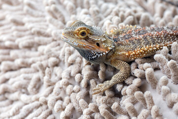 Obraz premium close up photo of bearded dragon, pet bearded dragon