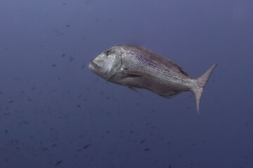 Common dentex (Dentex dentex) in Mediterranean Sea