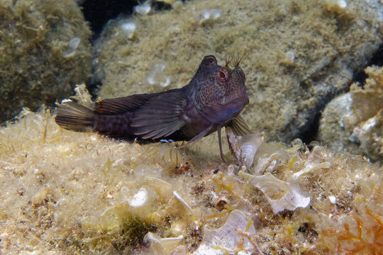 Male Fringe blenny (Parablennius pilicornis) in Mediterranean Sea