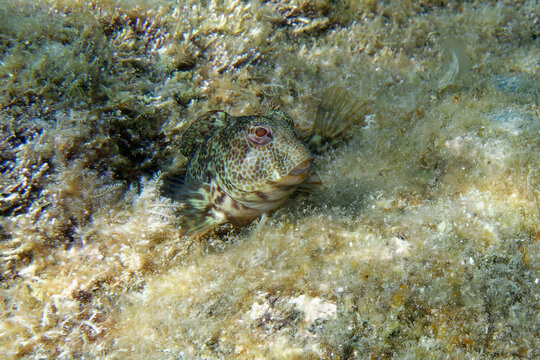 Female Fringe blenny (Parablennius pilicornis) in Mediterranean Sea