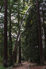 Redwoods in Santa Barbara, California
