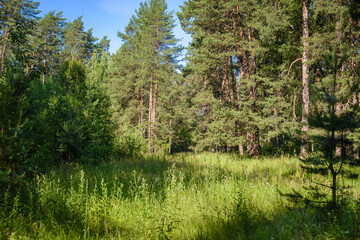 Summer forest landscape on a sunny day