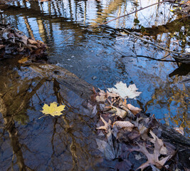 The various reflections of autumn in a forest stream .