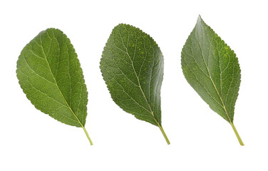 Obraz premium Set of green plum leaves on white background