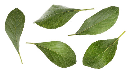 Set of green plum leaves on white background