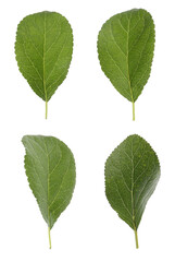 Obraz premium Set of green plum leaves on white background