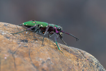 Green Tiger Beetle - Cicindela campestris