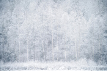 Winter forest background. Snowfall in forest.