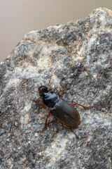 a ground beetle - Pseudoophonus rufipes