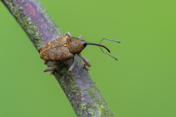 a weevil beetle - Curculio glandium