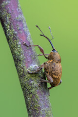 a weevil beetle - Curculio glandium