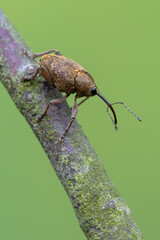 a weevil beetle - Curculio glandium