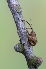 a weevil beetle - Curculio glandium © Marek R. Swadzba