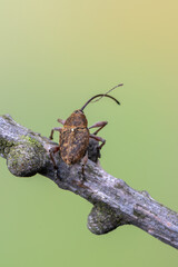 a weevil beetle - Curculio glandium © Marek R. Swadzba