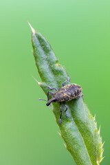 a weevil beetle - Larinus sp.