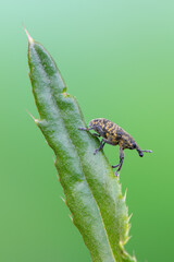 a weevil beetle - Larinus sp.