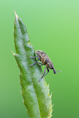 a weevil beetle - Larinus sp.