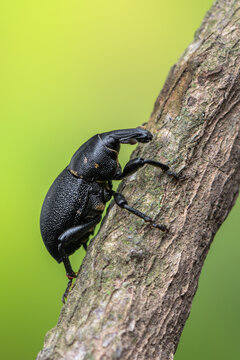 a weevil beetle - Liparus coronatus