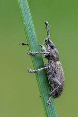 a weevil beetle - Tanymecus palliatus