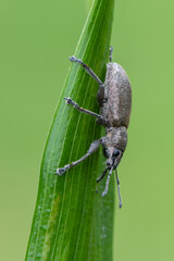 a weevil beetle - Tanymecus palliatus