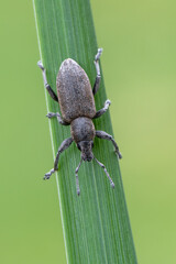 a weevil beetle - Tanymecus palliatus