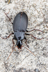 a ground beetle - Calathus fuscipes