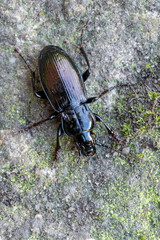 a ground beetle - Pterostichus foveolatus