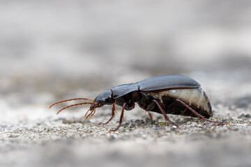 a ground beetle - Calathus fuscipes